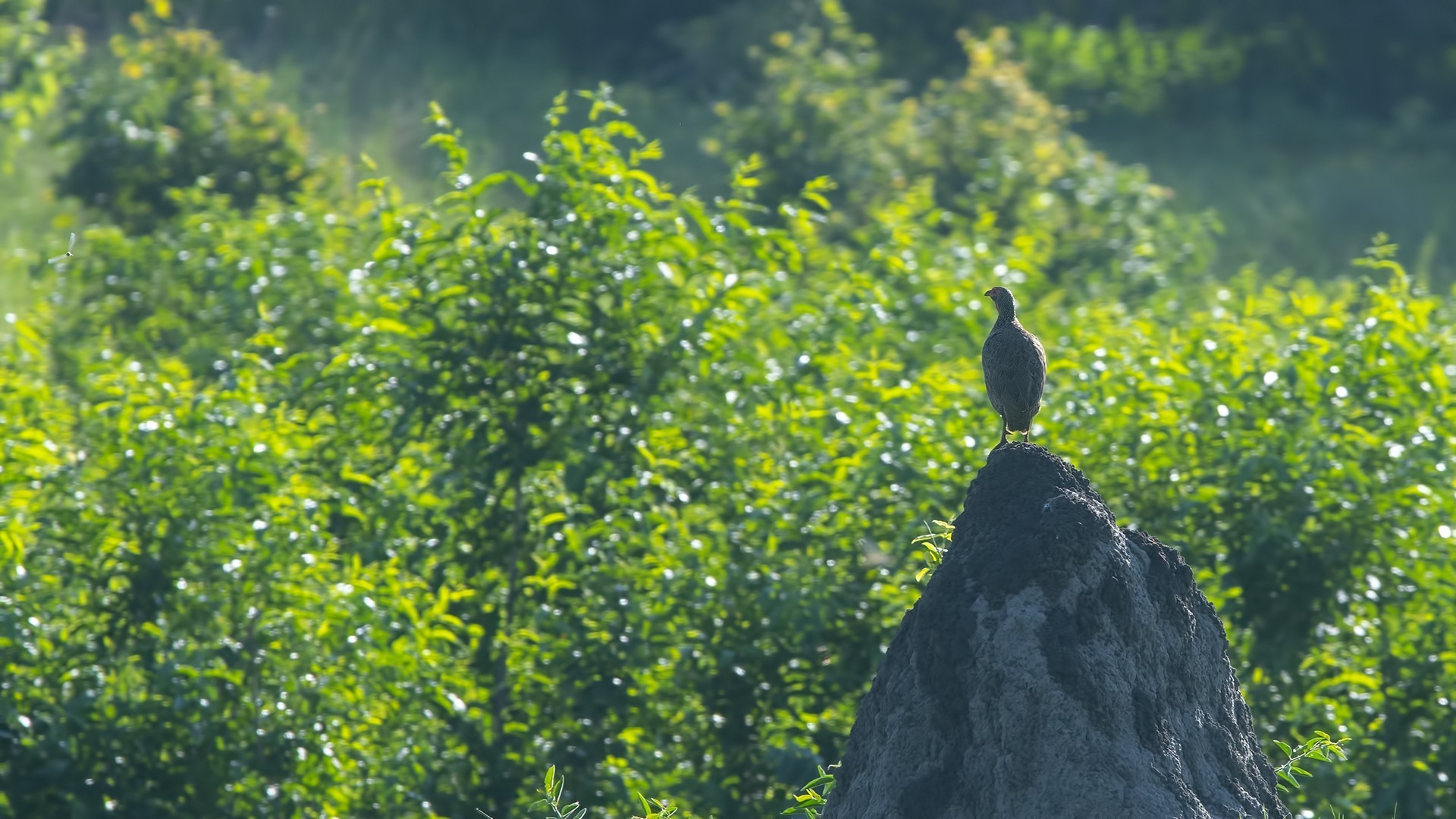 Swainson's Francolin — Ana fotoğraf
